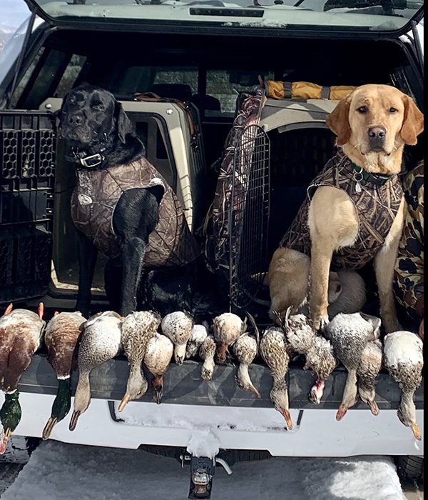 Two trained hunting dogs sit in the back of a car over a group of with ducks that have been recently felled on a guided hunting trip.